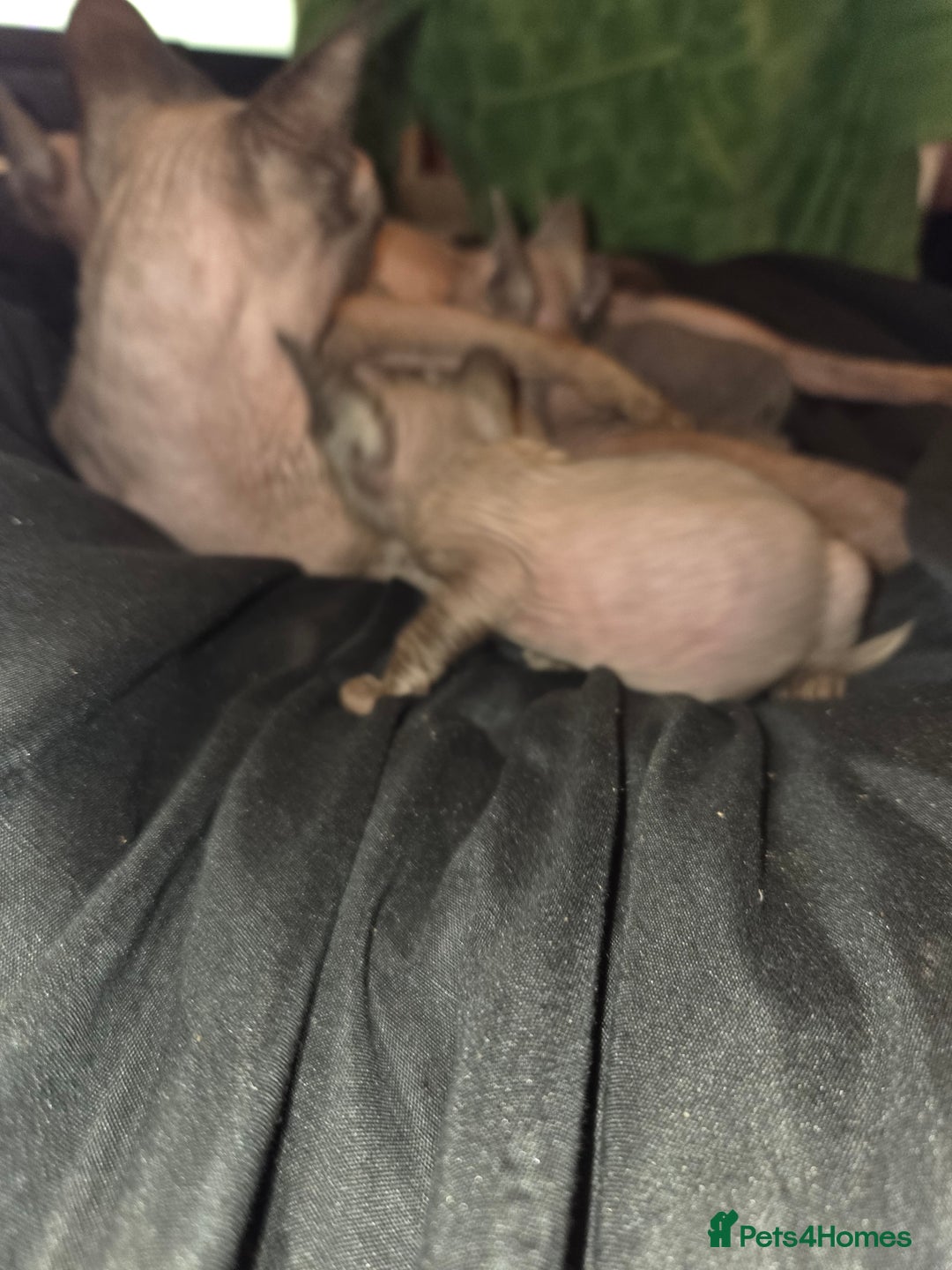 Sphynx cats for sale: Pure bred sphynx little boy has become available - Advert 1