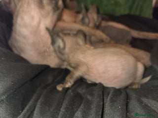 Sphynx cats Pure bred sphynx little boy has become available - Advert 1