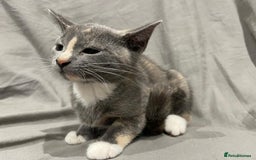 Mixed Breed cats for sale: Kittens for sale  - Image 7