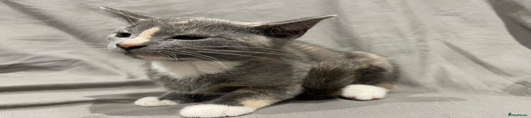 Mixed Breed Kitten 4