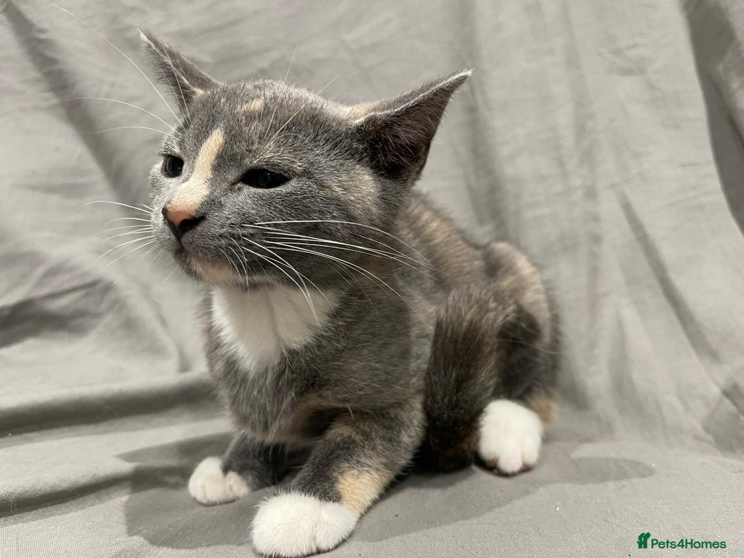 Mixed Breed cats for sale: Kittens for sale  - Image 7