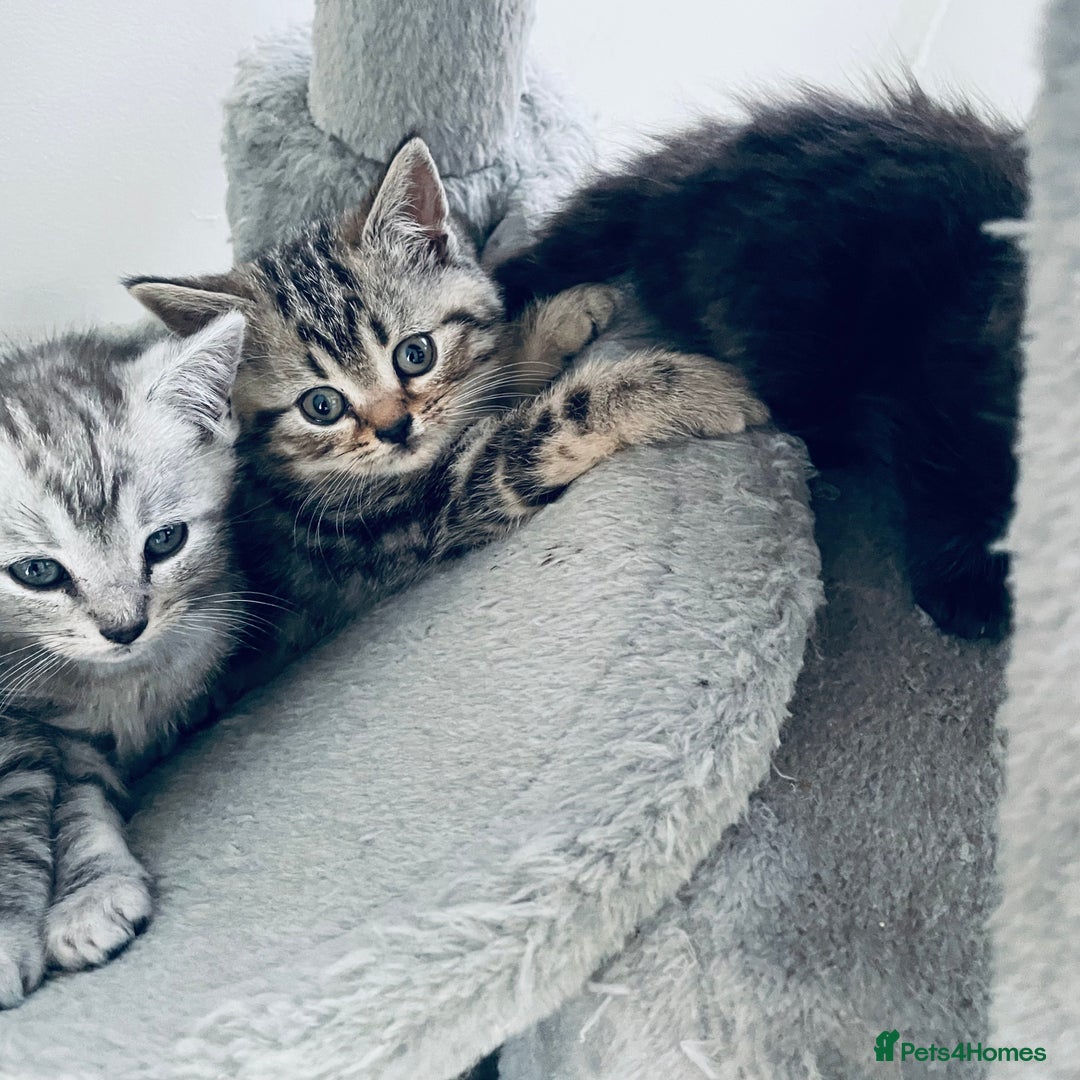 Scottish Fold cats for sale: Scottish fold kitties for sale  - Advert 9