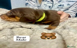 Miniature Dachshund dogs for sale: EXCEPTIONAL QUALITY MINIATURE DACHSHUND PUPPIES.  - Advert 15
