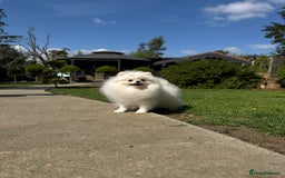 Pomeranian dogs for sale: Well house trained White Pomeranian Girl - Image 12