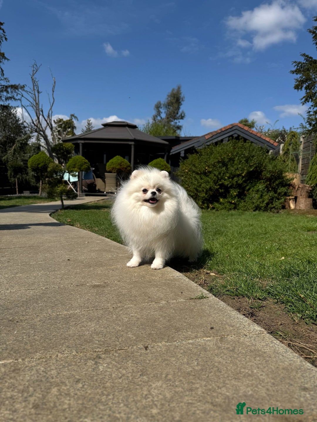 Pomeranian dogs for sale: Well house trained White Pomeranian Girl - Image 12