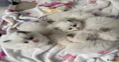 Ragdoll cats 📍GCCF REGISTERED🐾 6 Ragdoll Kittens available!🍼 - Advert 13