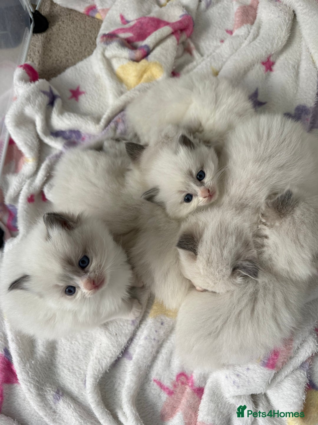Ragdoll cats for sale: 📍1 FEMALE LEFT!🍼GCCF REGISTERED🐾 - Advert 15