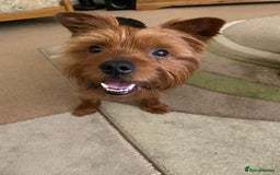 Yorkshire Terrier dogs for stud: Yorkshire terrier for stud - Image 6