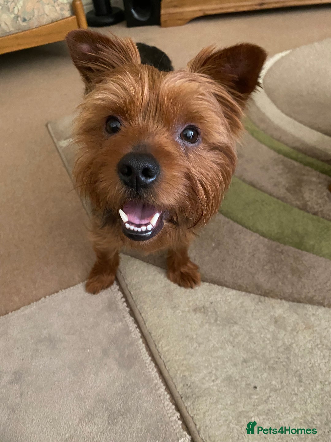 Yorkshire Terrier dogs for stud: Yorkshire terrier for stud - Image 6