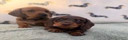 Miniature Dachshund dogs for sale: Quality miniature dachshunds  - Advert 10