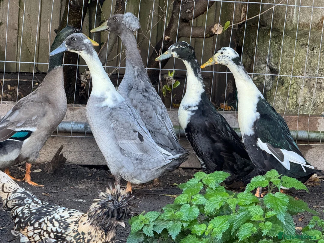 Ducks poultry for sale: Beautiful young Runner Ducks - Drakes - Advert 1