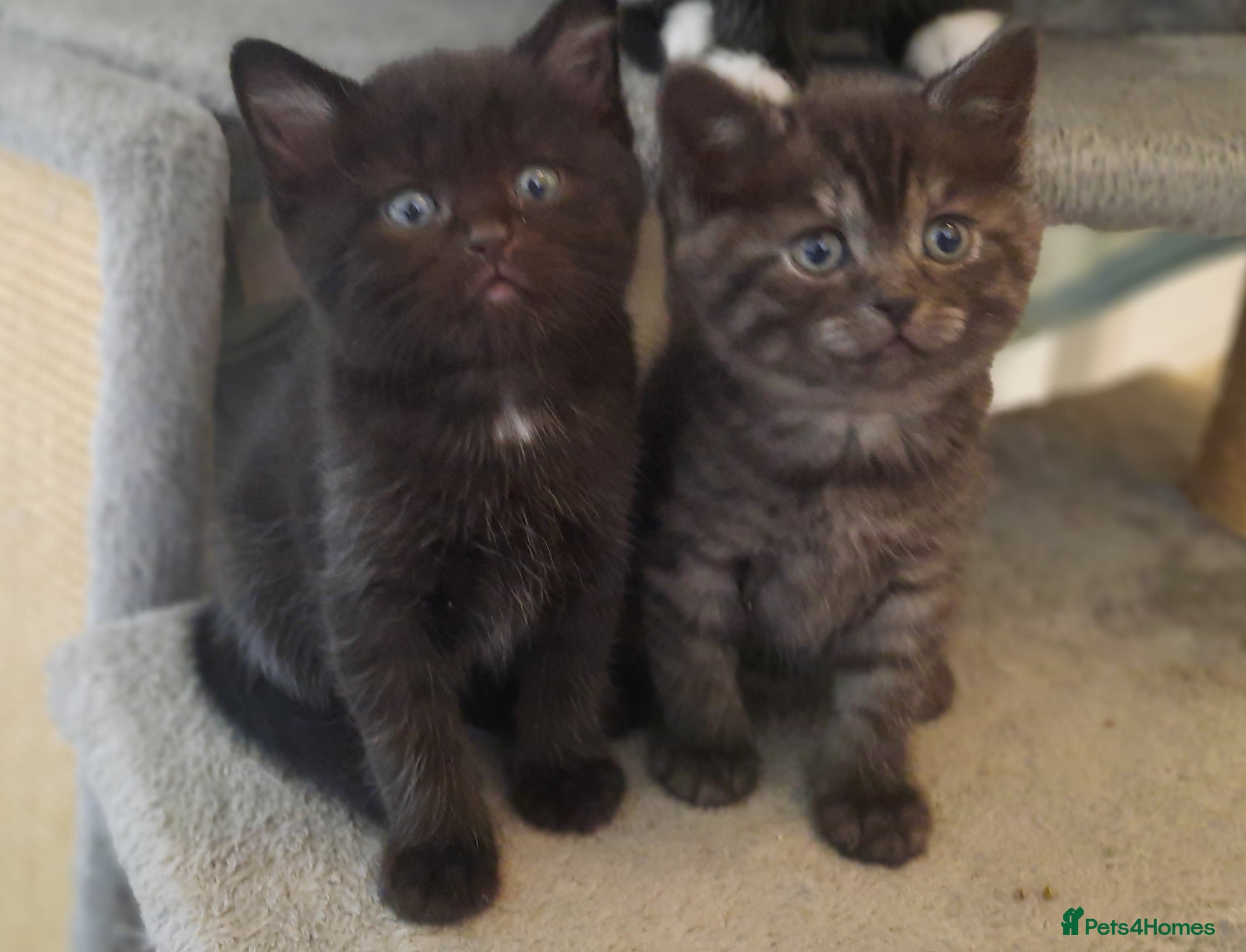 Mixed Breed cats Three loving and playful kittens needing homes - Advert 1