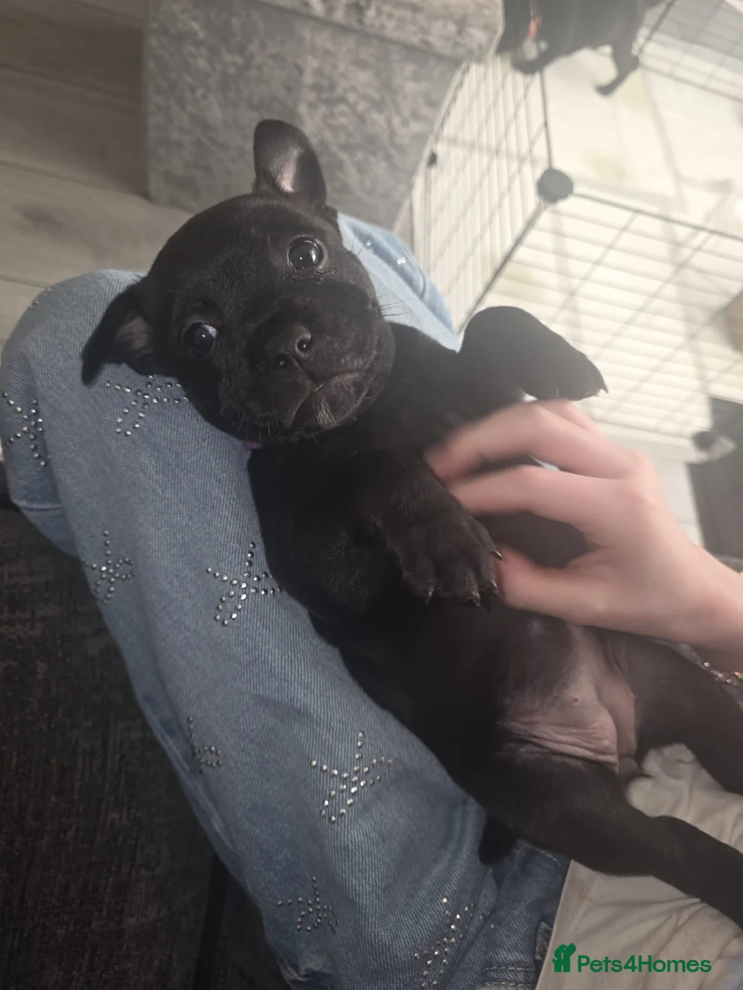 Staffordshire Bull Terrier dogs for sale: Staffordshire bullterrier (LAST 1 ) ready to go - Advert 35