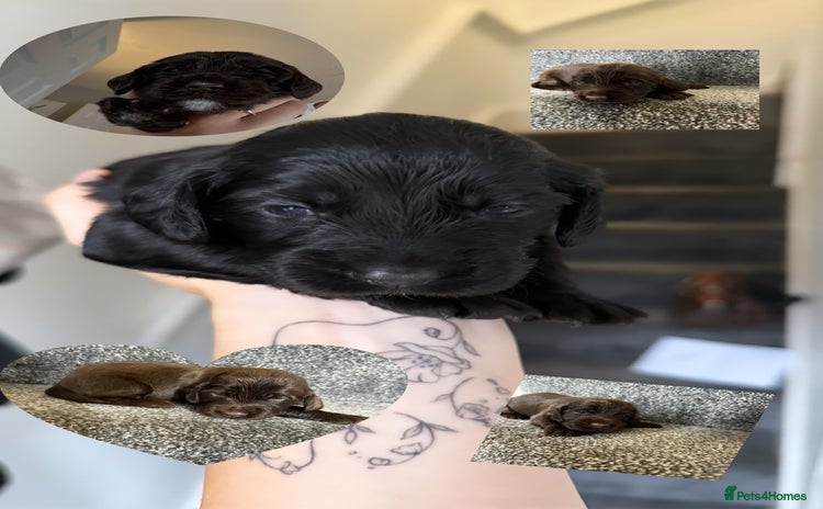Cockapoo dogs - Advert 10