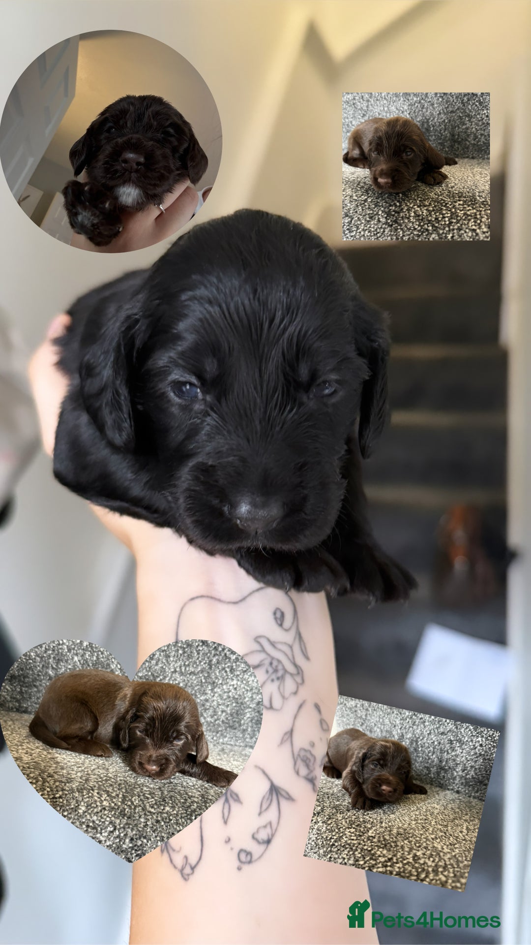 Cockapoo dogs for sale: F1B cockapoo puppies - Image 1