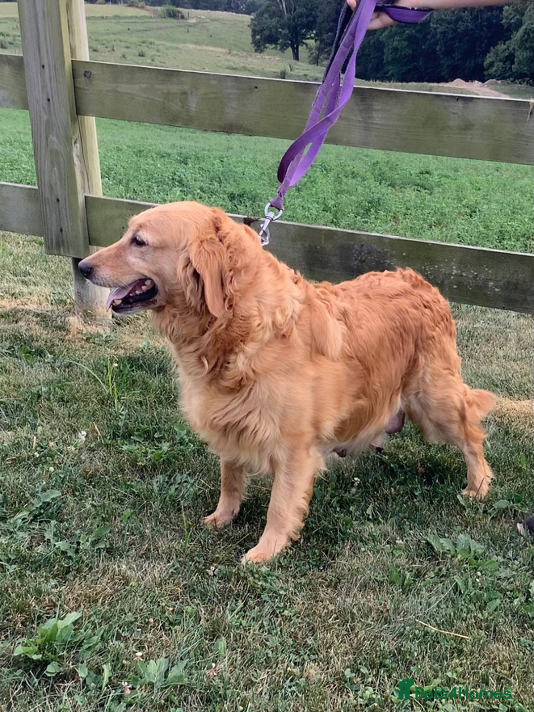 Golden Retriever dogs for sale: Quality Kc Reg. Golden retriever Puppies - Image 6