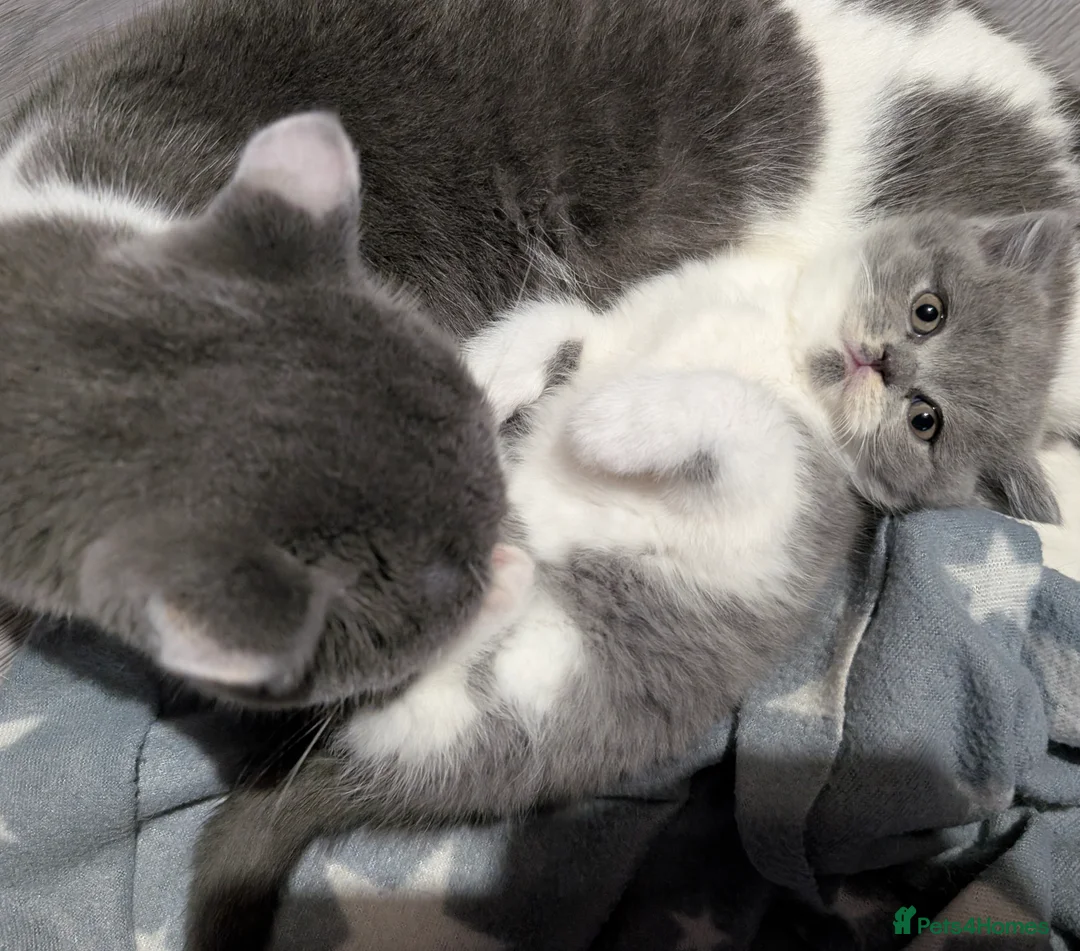 British Longhair cats for sale: British long hair bicolor  - Advert 2