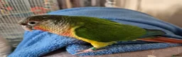 Conures birds for sale: 9 month old hand tame conure - Advert 8