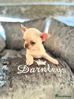 Chihuahua dogs KC REGISTERED CREAM CHIHUAHUA BOY - Advert 9