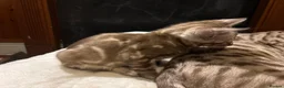 Bengal cats for sale: 🐾 Stunning TICA Registered Bengal Kittens 🐾 - Advert 29