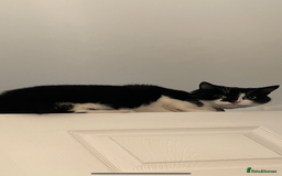 Mixed Breed cats for sale: Loving Home Needed, Adult Cat for Rehoming  - Image 2