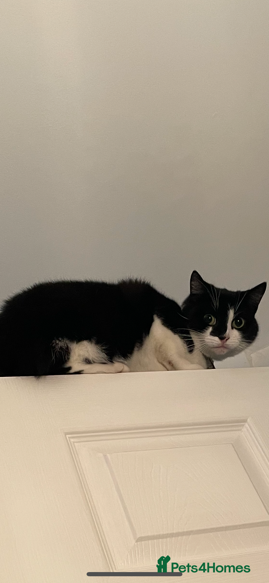 Mixed Breed cats for sale: Loving Home Needed, Adult Cat for Rehoming  - Image 2