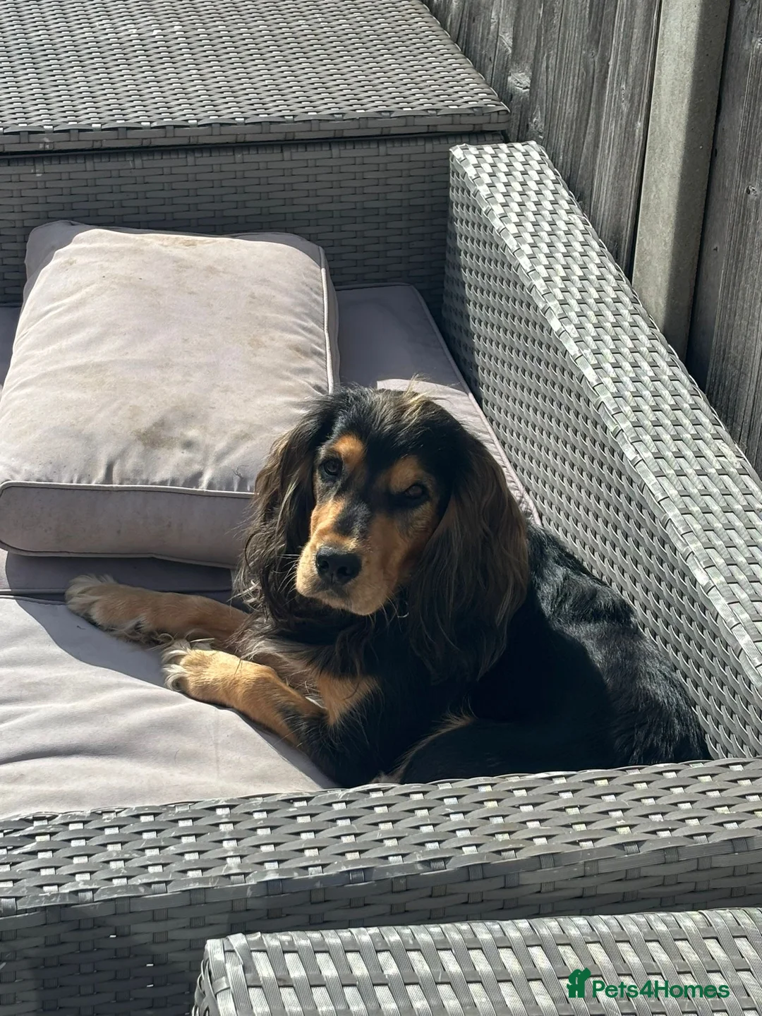 Cockerdor dogs for sale: Hector 2 year old Cockerdor  - Advert 9