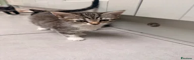 Kitten 5