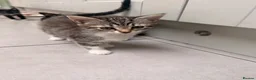 Mixed Breed cats for sale: Looking for loving homes for 6 adorable kittens - Advert 8