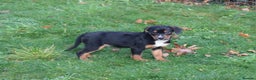 Mixed Breed dogs for sale: Cocker x Kelpie Puppies - Advert 19
