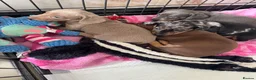 Dachshund dogs for sale: Miniature dachshunds - Advert 10