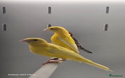 Canaries birds for sale: Irish fancy canarys  - Image 3