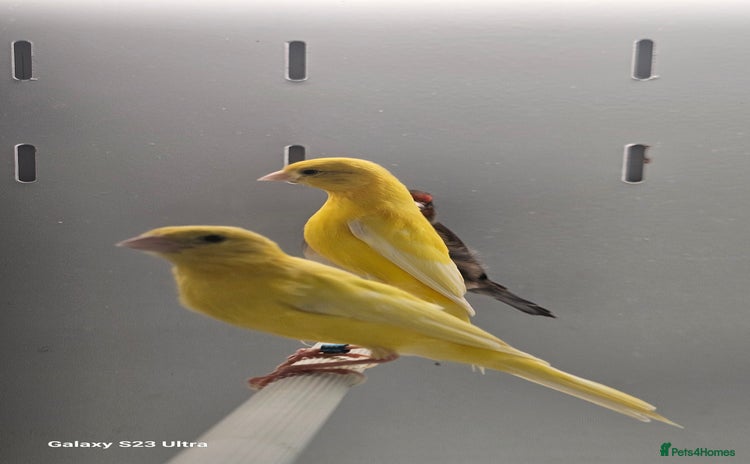 Canaries birds - Advert 1