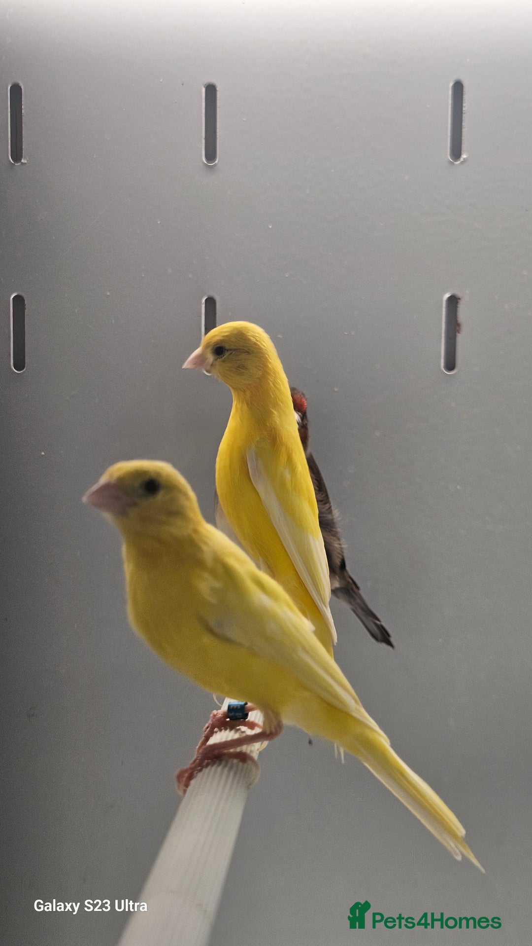 Canaries birds for sale: Irish fancy canarys  - Image 3