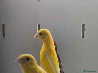 Canaries birds - Advert 1