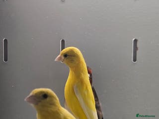 Canaries birds Irish fancy canarys - Advert 1