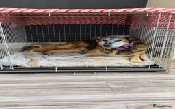 Mixed Breed dogs for adoption: Playful Kaya is Waiting for Her Forever Home! ❤️ - Image 5