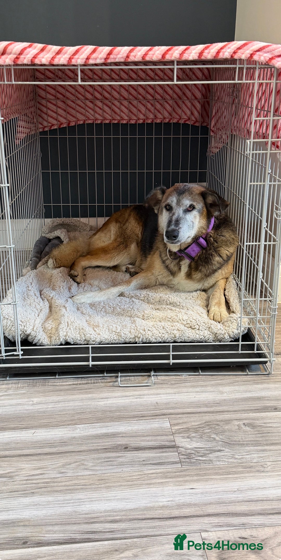 Mixed Breed dogs for adoption: Playful Kaya is Waiting for Her Forever Home! ❤️ - Image 5