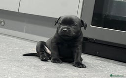 Staffordshire Bull Terrier dogs for sale: Staffordshire Bull Terrier pups - Image 15