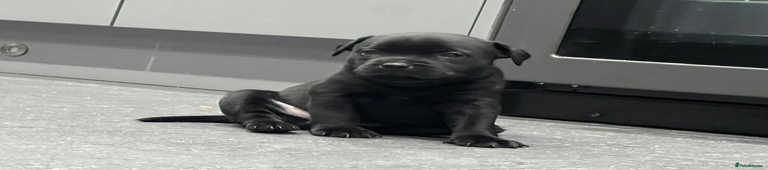 Staffordshire Bull Terrier Puppy 2