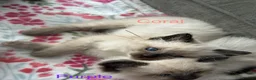 Ragdoll cats for sale: Ragdoll Kittens, Ready Now - Advert 10