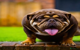 English Bulldog dogs for stud: Chocolate and tan stud includes 2 ai in Walsall - Image 3