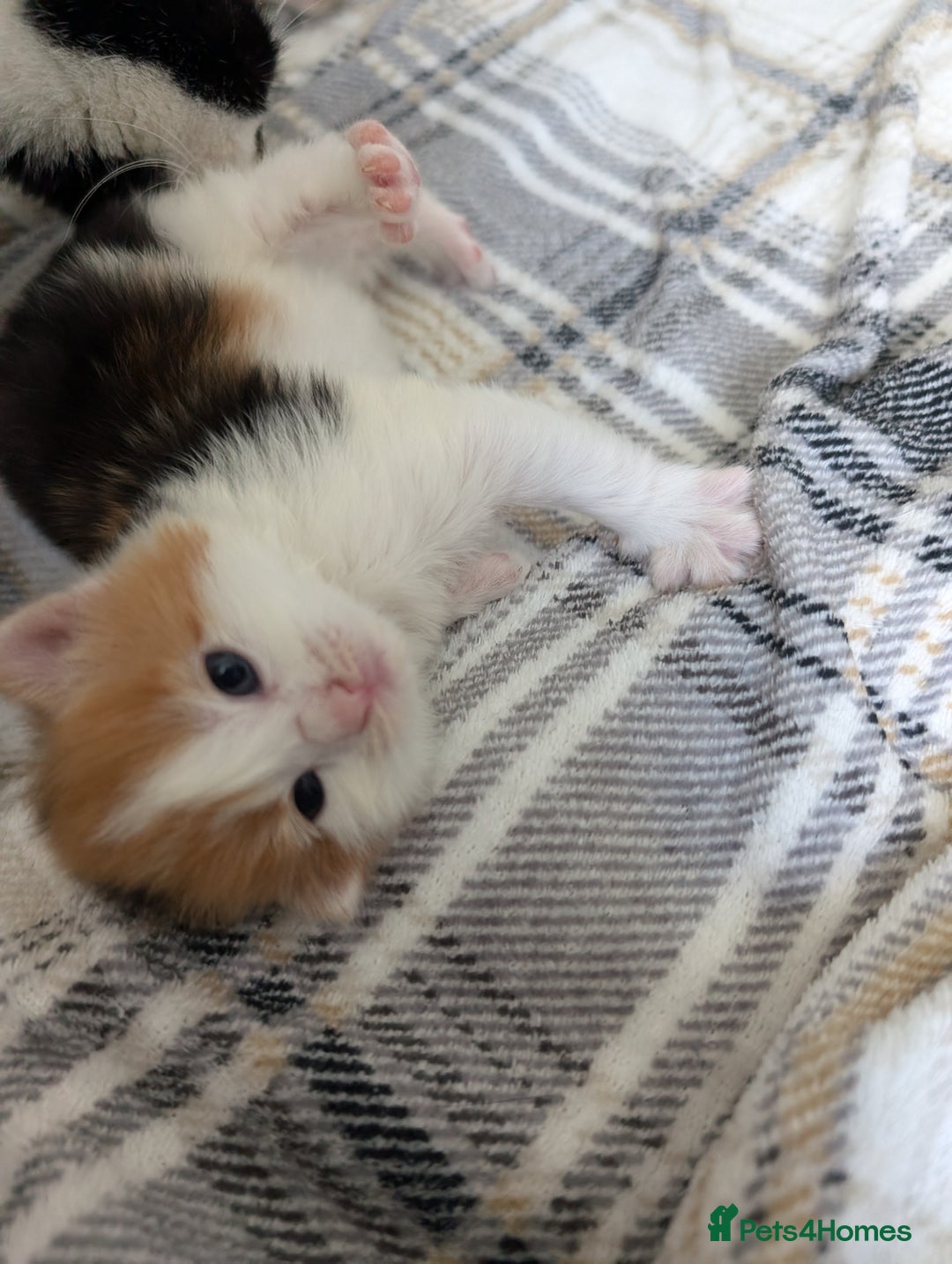 Mixed Breed cats for sale: Beautiful healthy kittens 😍😍 - Image 14
