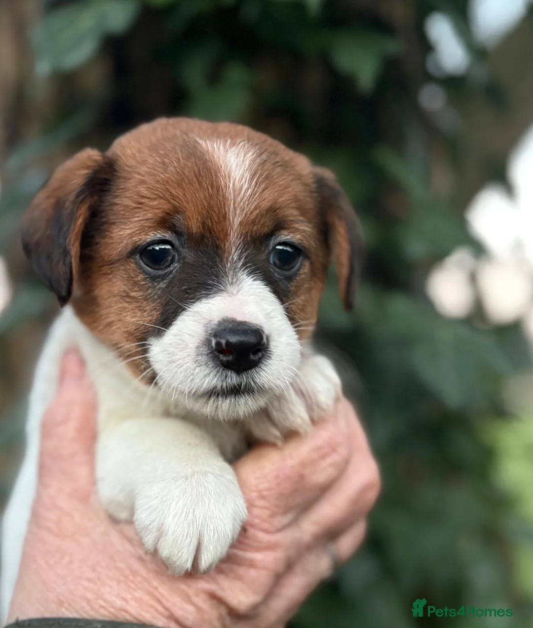 Jack Russell dogs for sale: Pedigree Jack Russell Terrier Puppies  - Advert 1