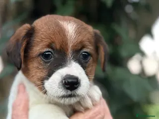 Jack Russell dogs Pedigree Jack Russell Terrier Puppies - Advert 8