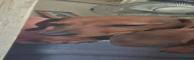 Dachshund 1