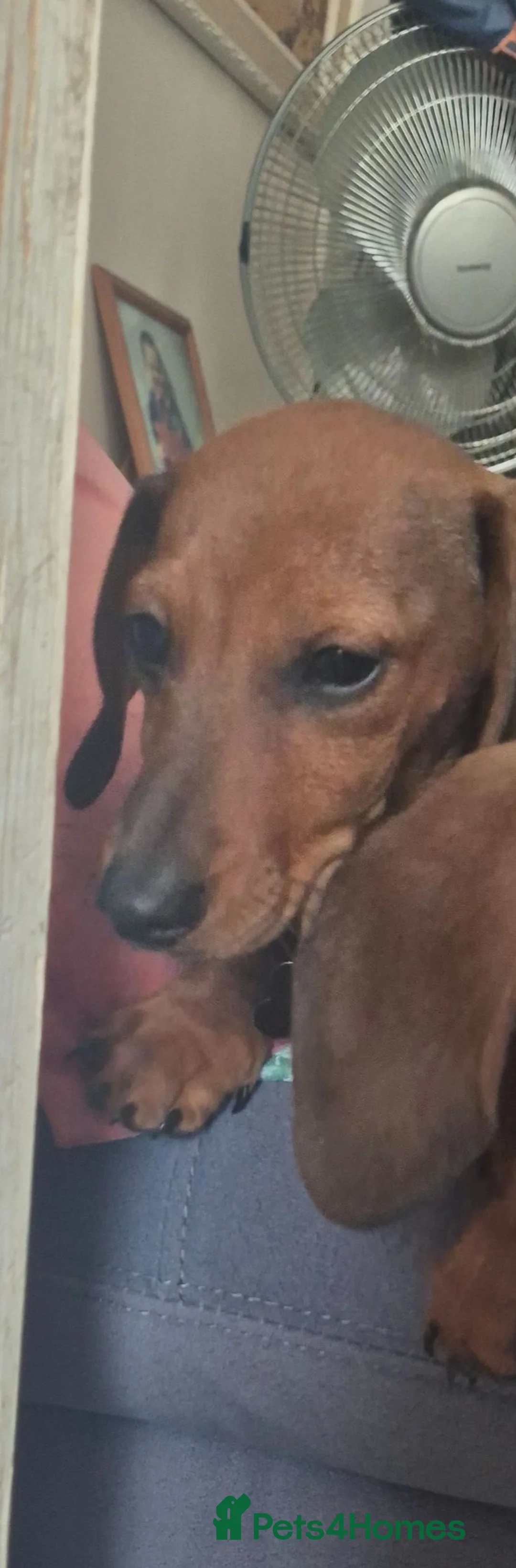 Dachshund dogs for sale: Missing/possible taking- he already has a home.  - Advert 3
