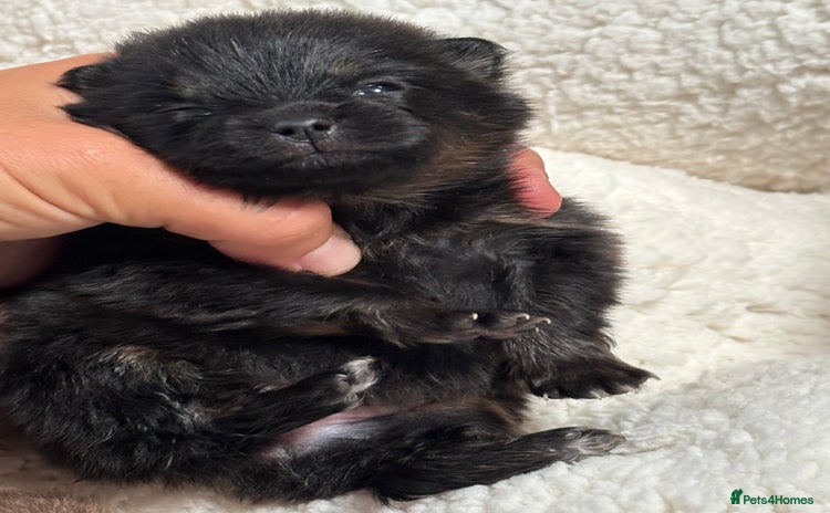 Pomeranian dogs - Advert 3