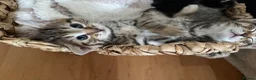 Mixed Breed cats for sale: One male one female fluffy kitten - Advert 4