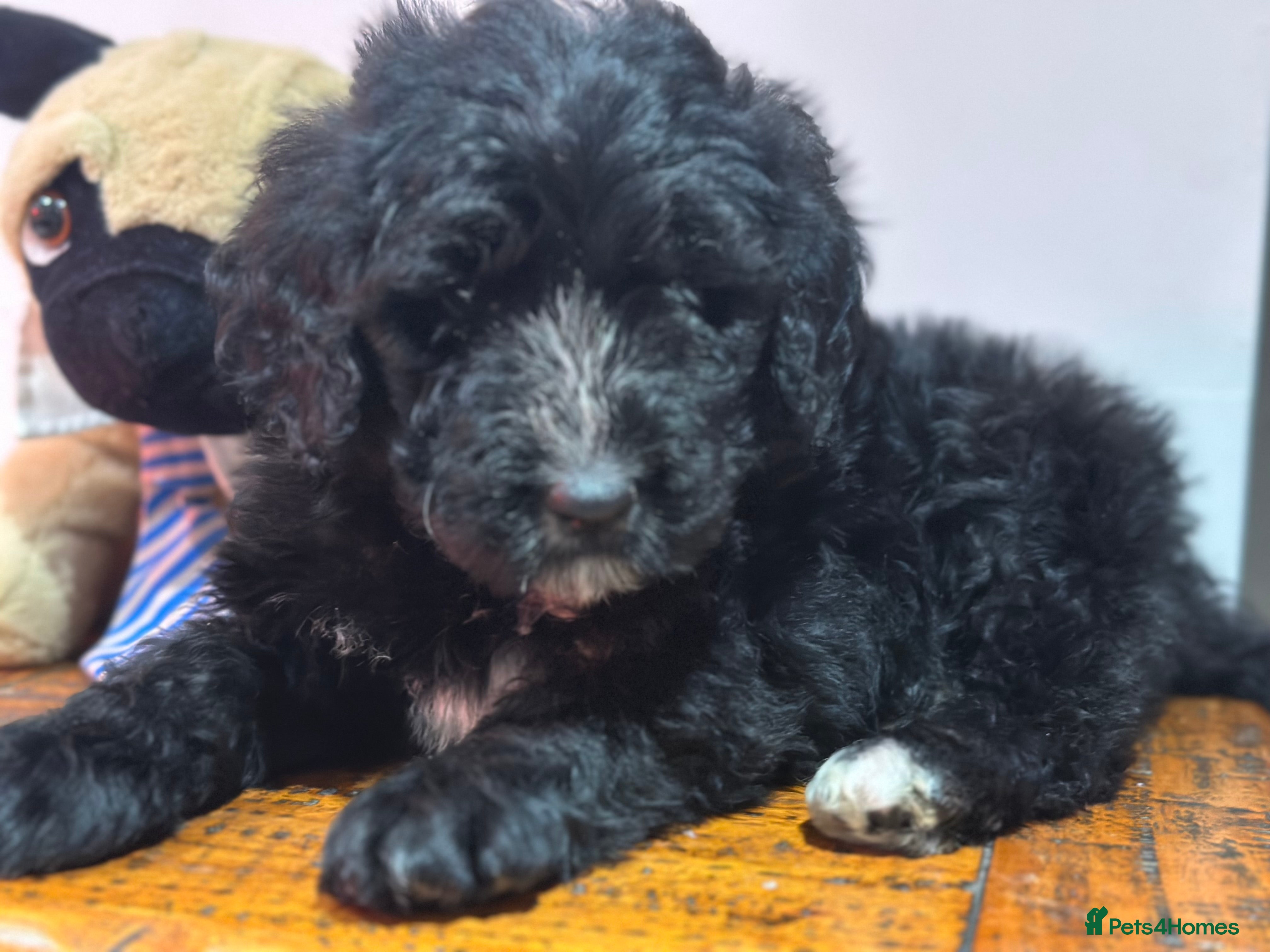 Bernedoodle dogs F1 STANDARD 1500 BERNADOODLE LAST BOYS AVAILABLE - Advert 2